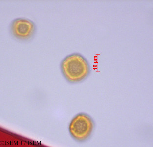 ISEM 1/Acalypha_dictyoneura_29241/Acalypha_dictyoneura_29241_0001(copy)_thumb.jpg